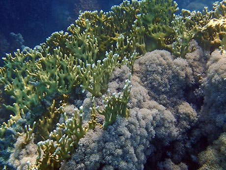 Fire coral in Red Sea