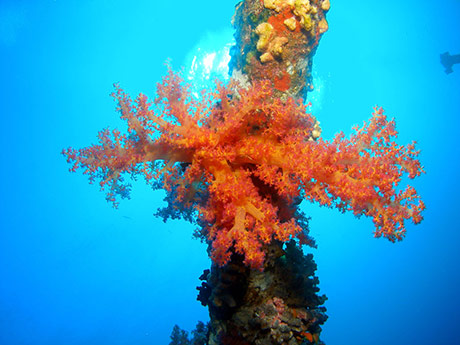 Soft coral, Dendronephthya hemprichi