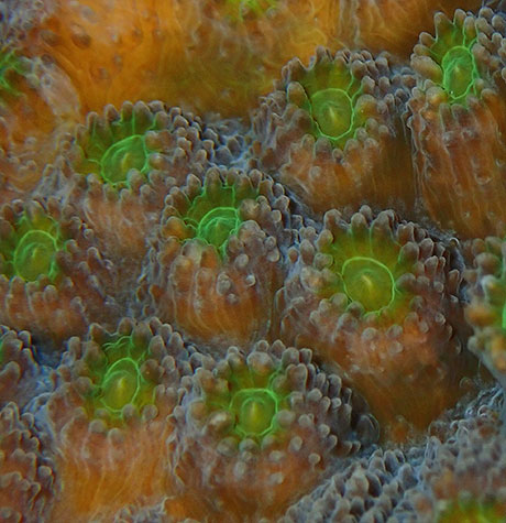 Coral closeup at Gota Kebir