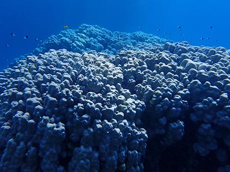 Porites Mountain Coral at Paradise Reef