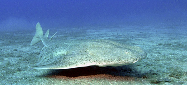 Angel shark, Squatina squatina