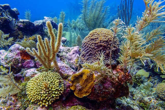  Bonaire reef