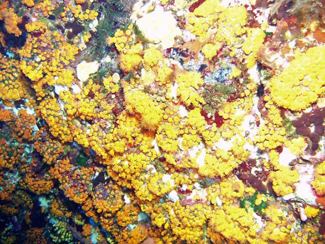 Parazoanthus axinellae, Ustica