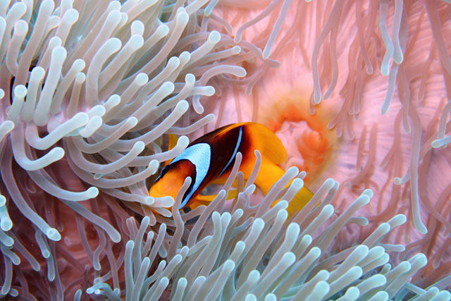 Red Sea Clown Fish by Albrecht Fischer