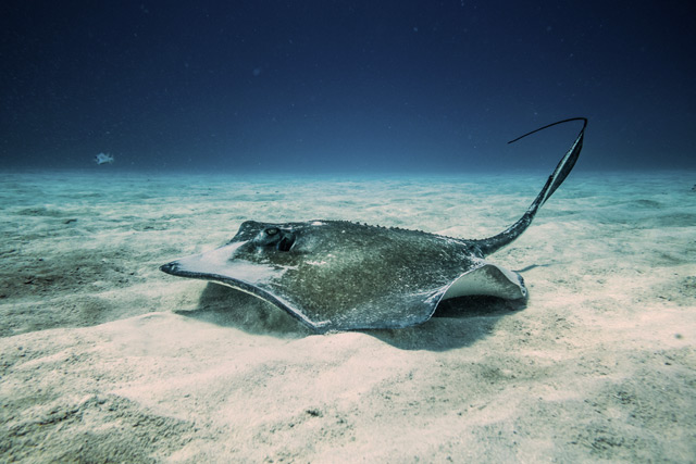 Common Stingray