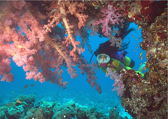 Diving Redmah Wall, Saudi Arabia. Photo by Capt. Victor Orgon