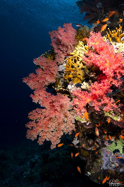 Corals in, Egypt, Red Sea