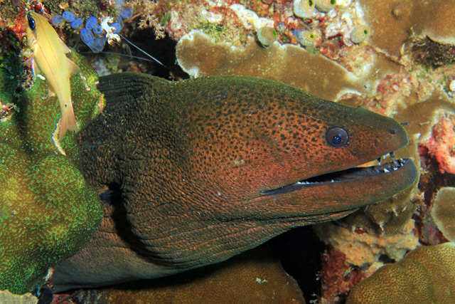 Giant Moray Eel in Raja Ampat