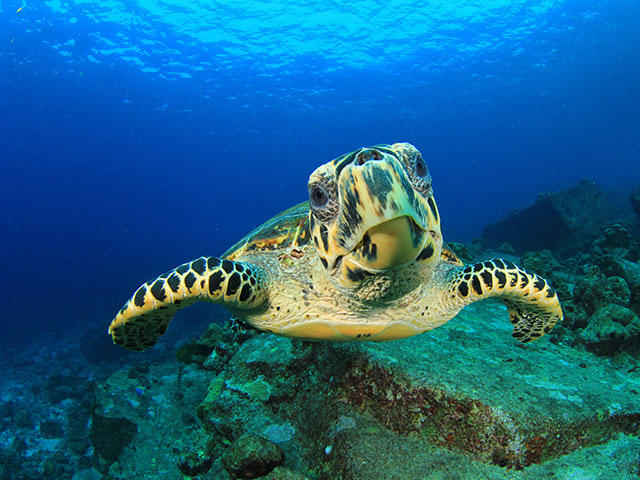 Hawksbill turtle