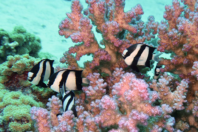 Humbug damselfish