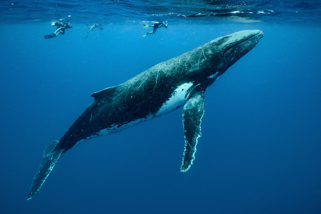 Humpback whale