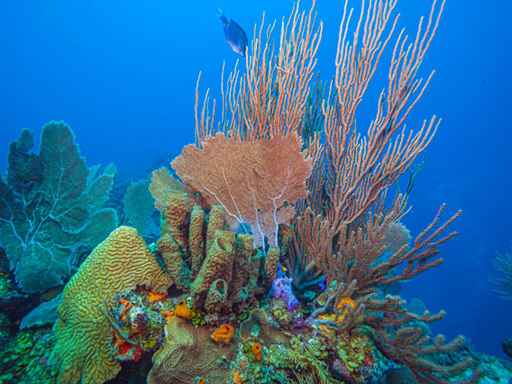 Bonaire has protected its waters since 1979