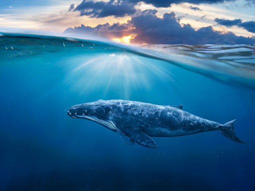 humpback whale