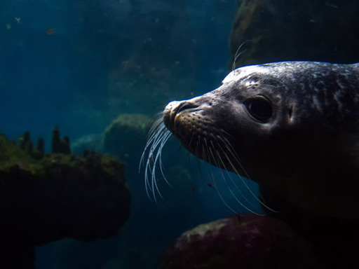 Endangered Mediterranean monk seal is found in Tunisia