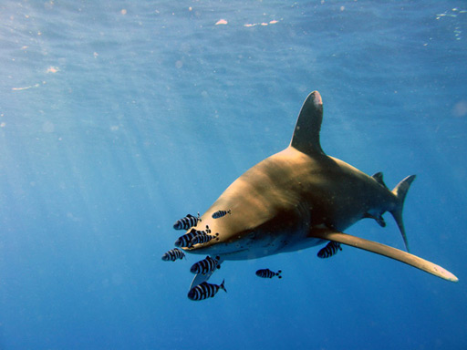 Oceanic whitetip in Costa Rica