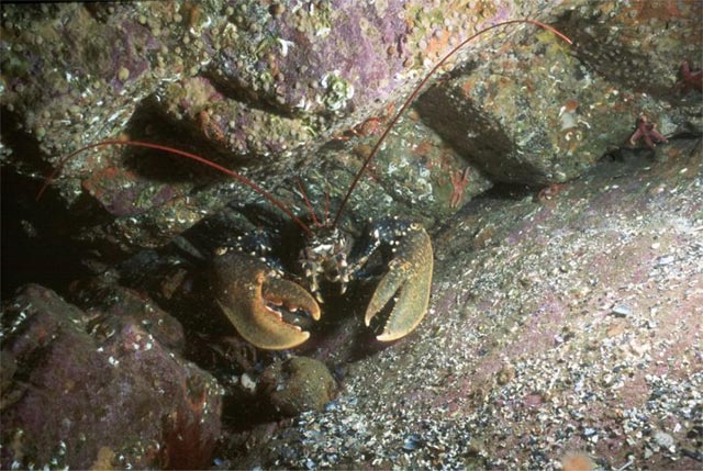 Lobster in St Kilda