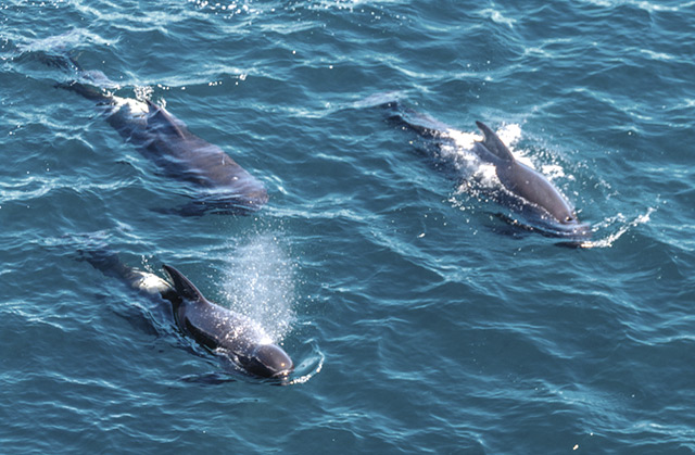 Long finned pilot whales