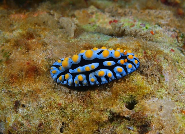 Dorid nudibranch