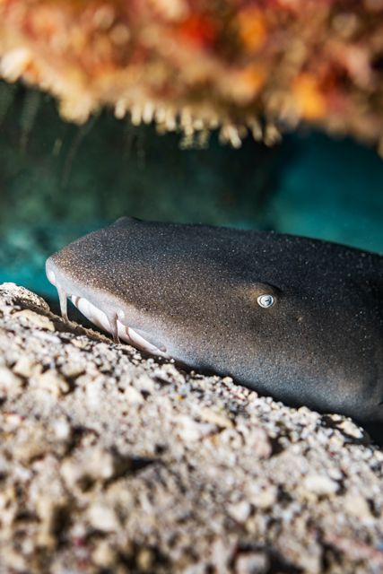 Nurse shark/Unsplash