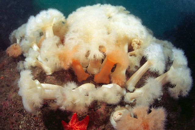 Plumose anemones