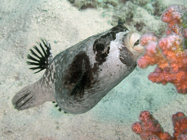 Masked pufferfish grazing on coral