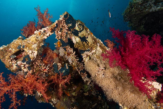 Diving Sharm El-Sheikh: the Best Dive Centres and Liveaboards - SCUBA ...