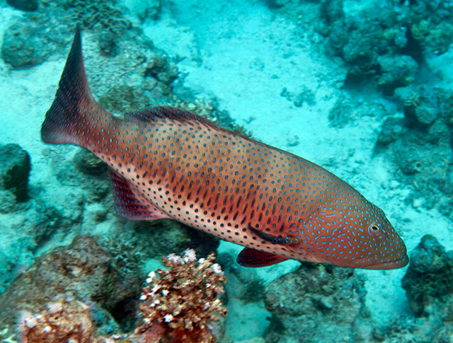 Red Sea coralgrouper
