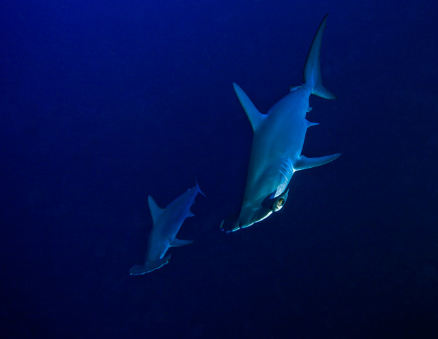 Scalloped hammerhead sharks at Daedelus reef