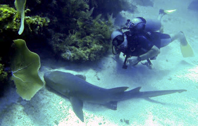 Bill Mashek diving with nurse shark off Little Corn Island