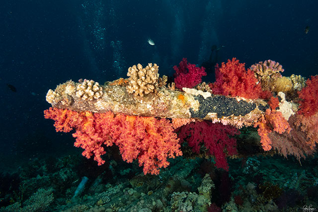 Soft corals. Garry Frazer