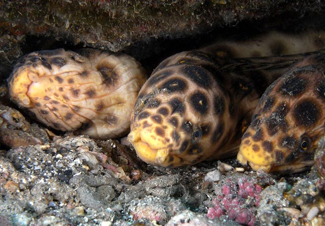 Spotted snake eel