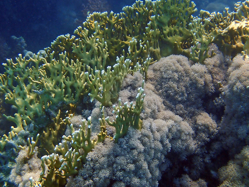 Giant fan coral