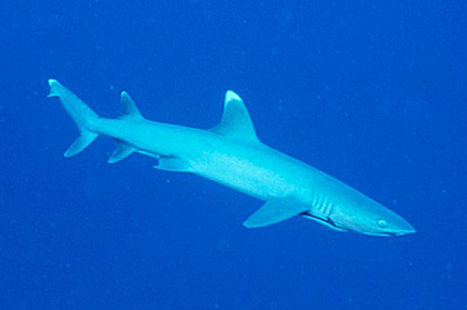 Whitetip Reef Shark, Australia