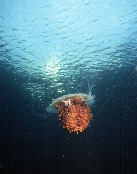 Lion's Mane jellyfish, Cyanea capillata, one of the biggest jellyfish