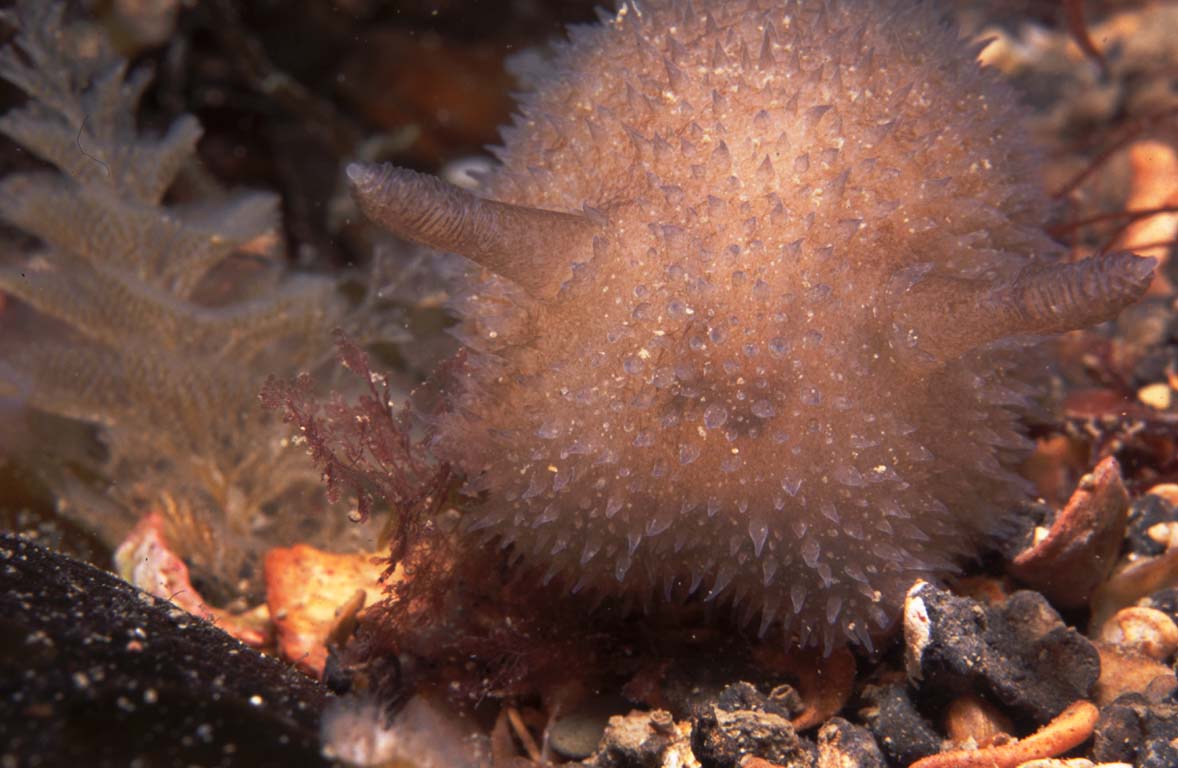 Acanthodoris pilosa