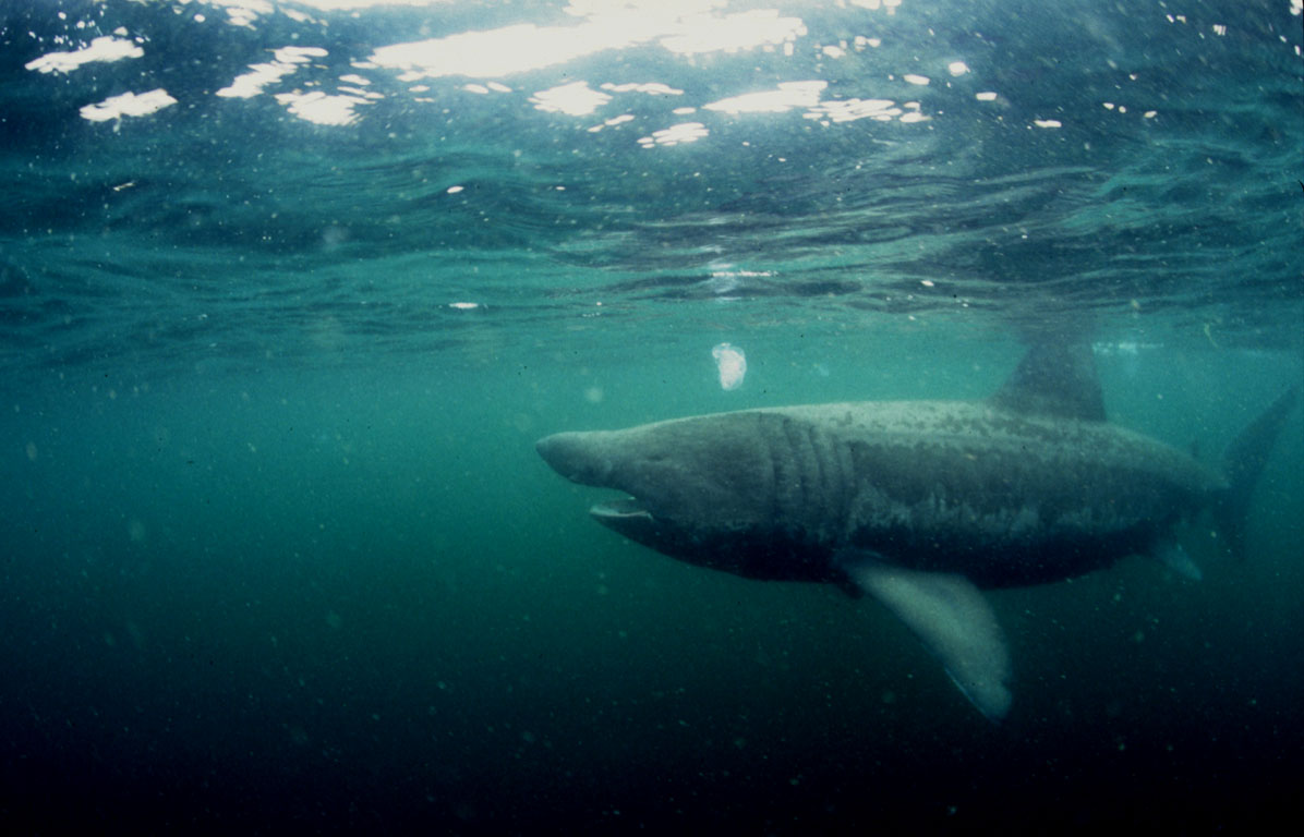 Basking shark Photo