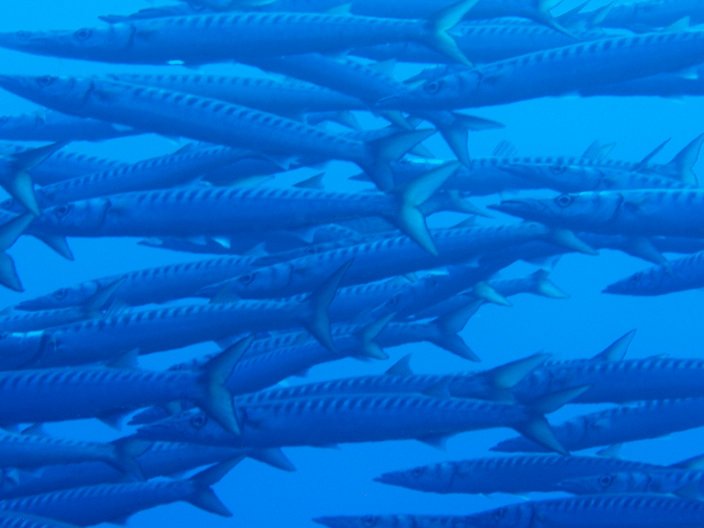 Barracuda shoal, Ustica, Italy