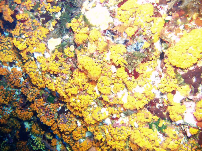 Parazoanthus axinellae, Ustica, Italy