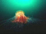 Lion's Mane jellyfish