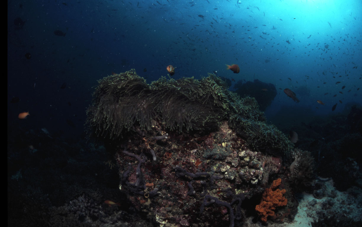 Anemone fish, Dhigali Haa (Baa Atoll), Maldives