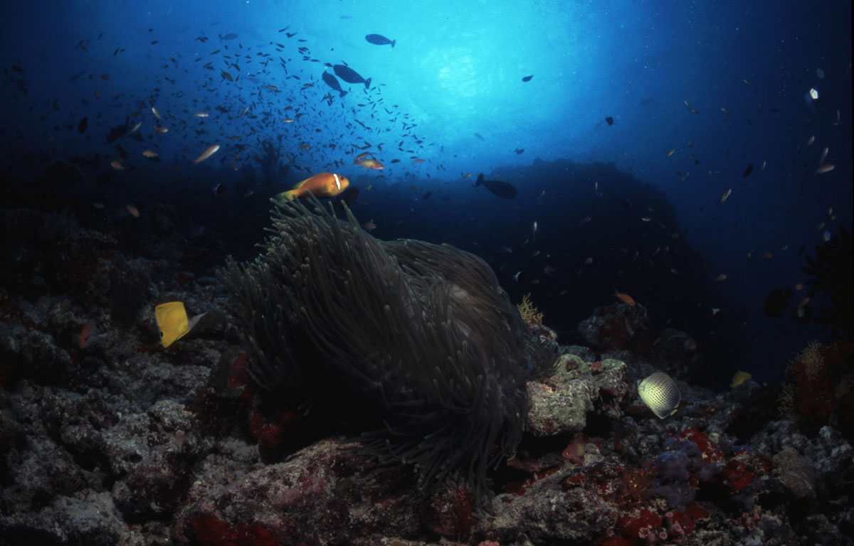 Anemone fish, Fenfushi Giri (Raa Atoll), Maldives