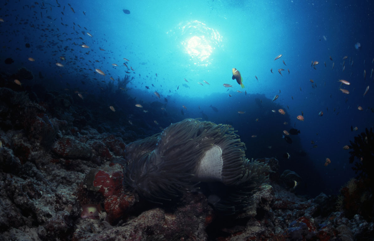 Anemone fish, Fenfushi Giri (Raa Atoll), Maldives