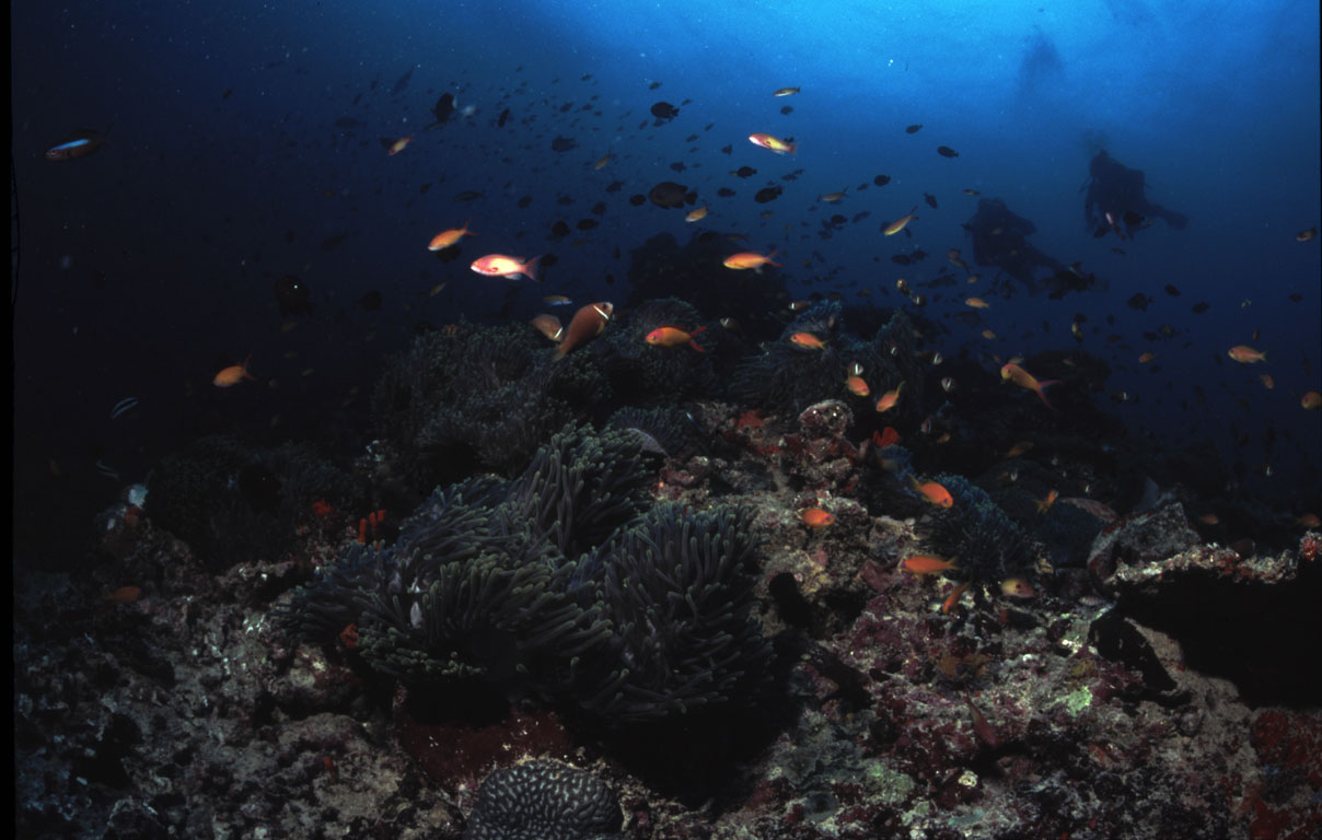 Anemones, Dhelanan Faru (Noonu Atoll), Maldives