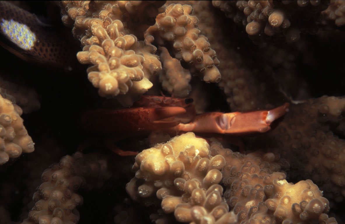 Coral crab, Octocoral, Horagali Faru (Raa Atoll) Maldives