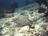 The Maldives, honeycomb moray