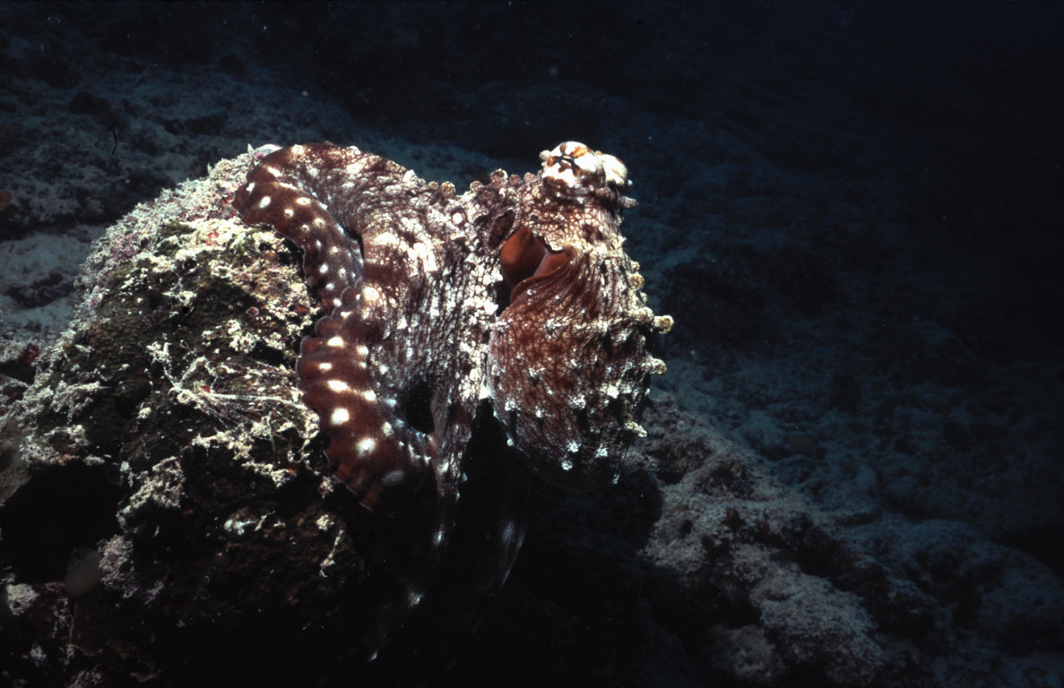 Octopus, Kuredu House Reef (Lhaviyani Atoll), Maldives