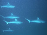 The Maldives, sharks