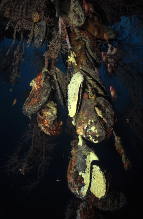 Shellfish, Nedivaru Giri (Baa Atoll), Maldives