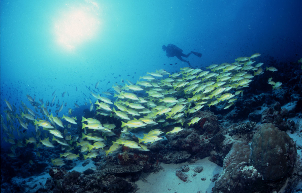 Snapper, Fenfushi Giri (Raa Atoll), Maldives