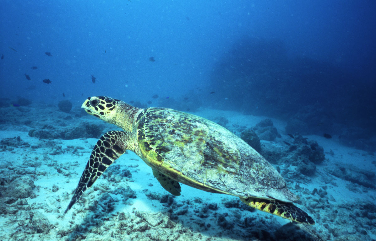 Hawksbill Turtle taken on Kuredu House Reef (Lhaviyani Atoll) Maldives